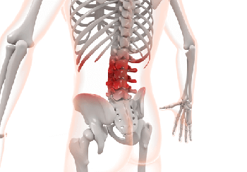 腰部周辺の骨格イラストです。腰椎の部分を赤く塗りつぶしています。