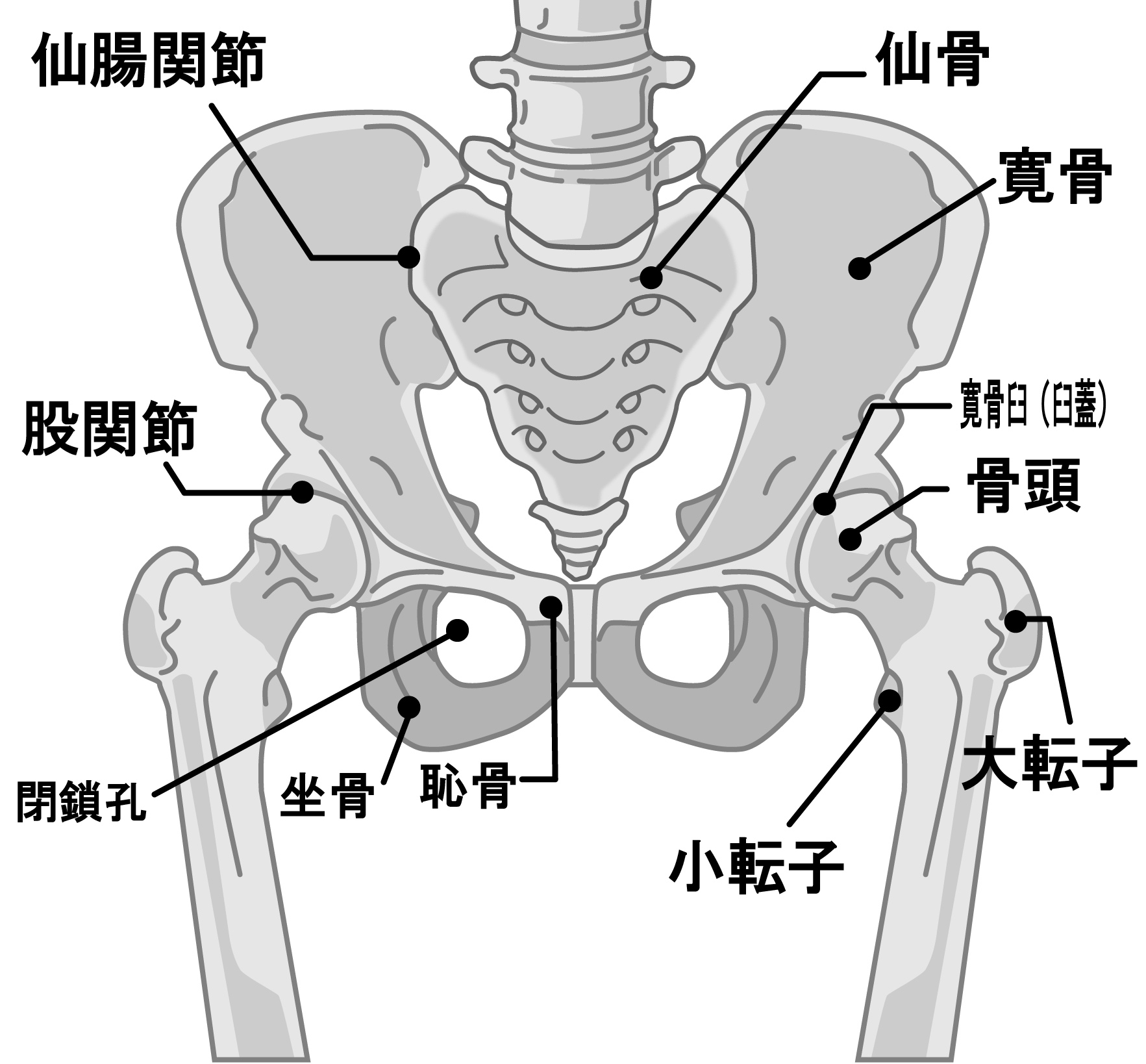 股関節周辺の骨のイラスト。骨盤（寛骨、仙骨、坐骨、恥骨）や大腿骨により股関節が構成されています。股関節は骨盤の寛骨臼というくぼみに大腿骨骨頭がはまりこんでいるため、大きく動かす事ができる。