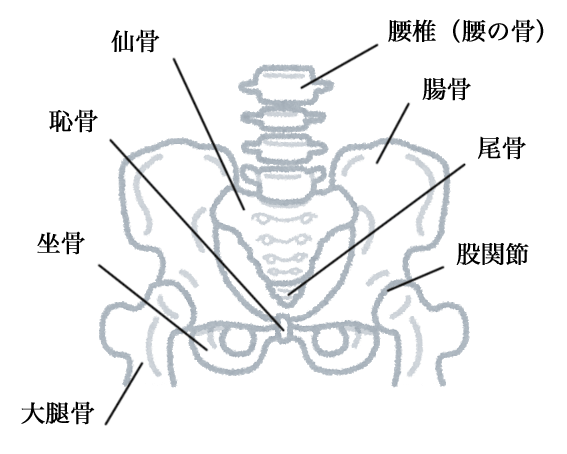 骨盤を構成する骨のそれぞれの名称。腸骨・仙骨・尾骨・坐骨・恥骨・大腿骨・股関節のイラスト